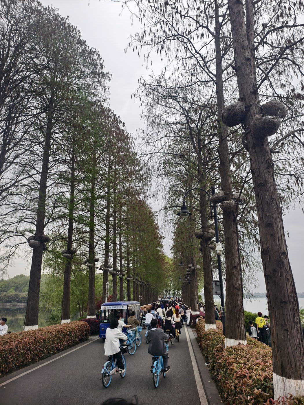 东湖骑行路上的风景